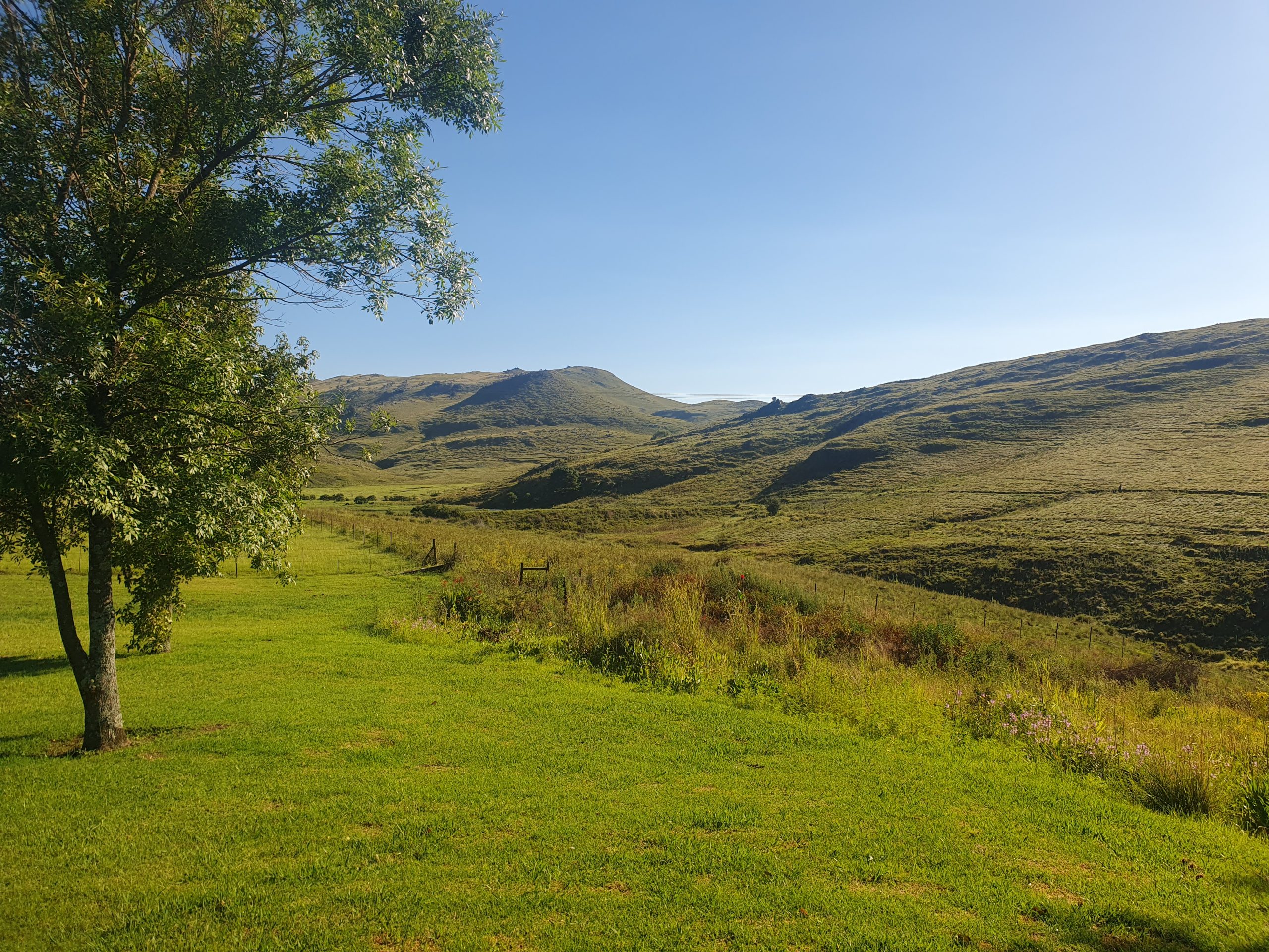 Sunny green camping spot